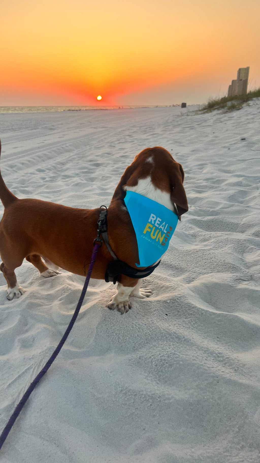 Real.FUN.Pups. Dog Bandanas