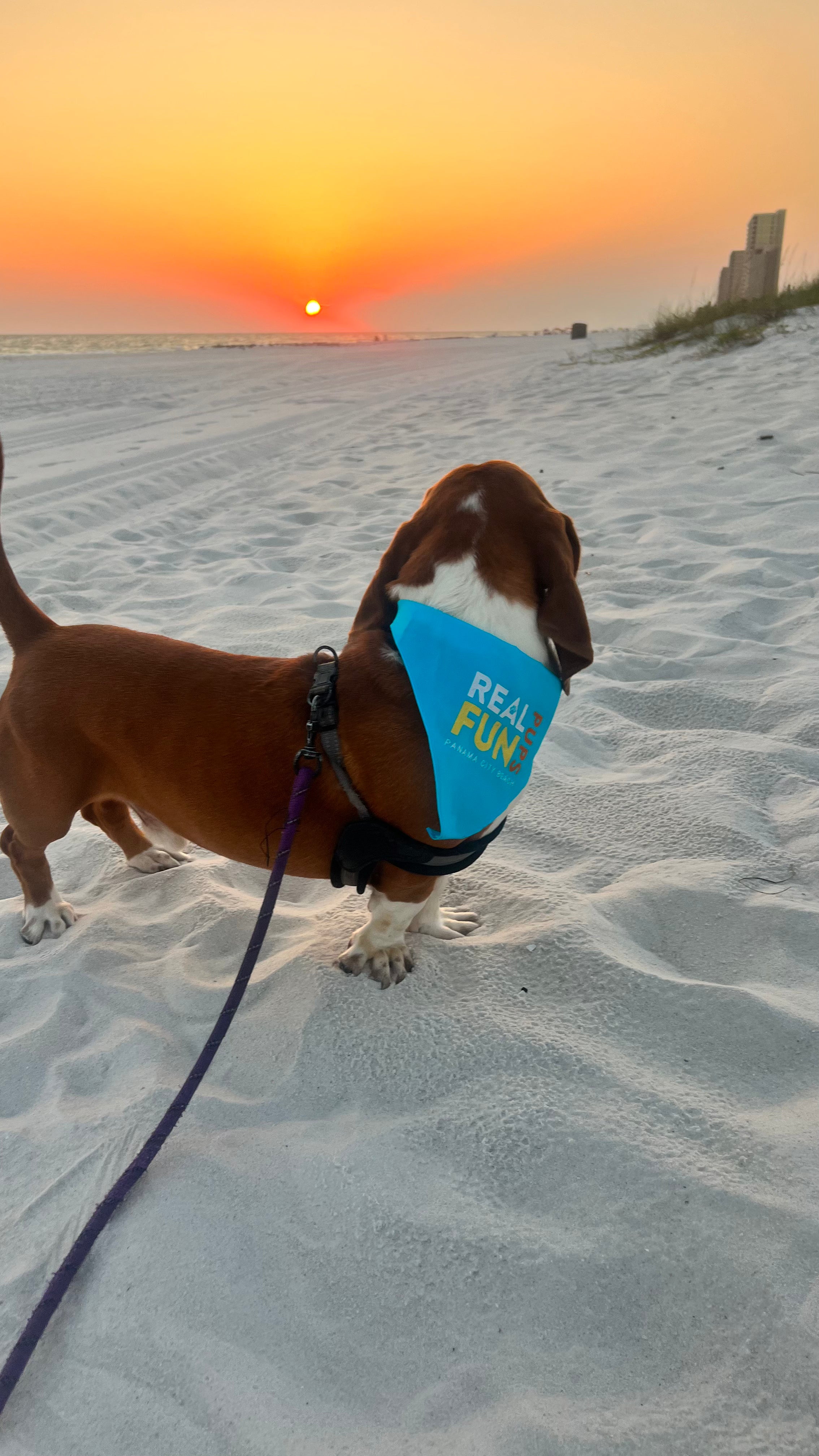 Real.FUN.Pups. Dog Bandanas