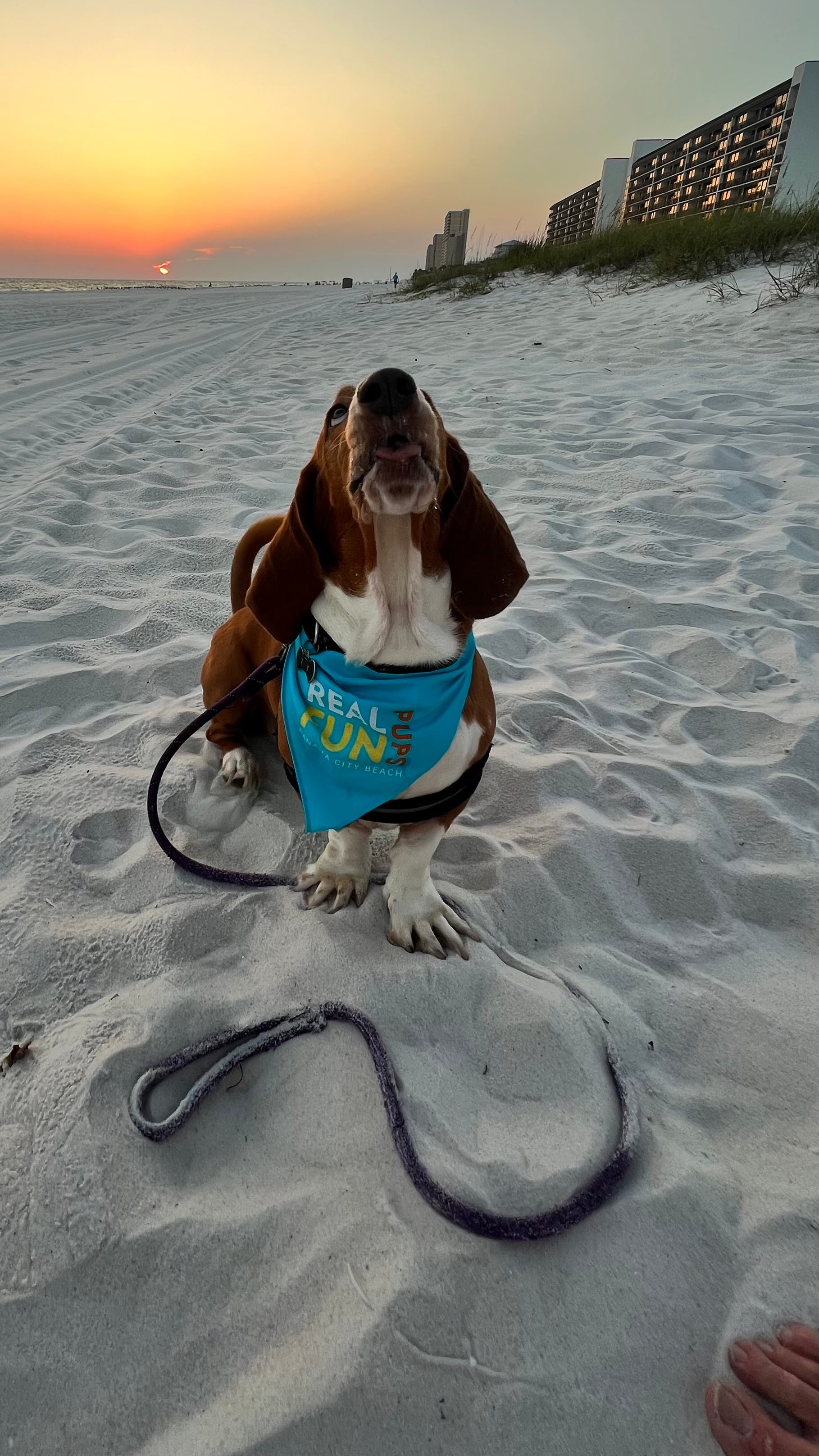 Real.FUN.Pups. Dog Bandanas