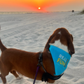 Real.Fun.Pups. Dog Bandana